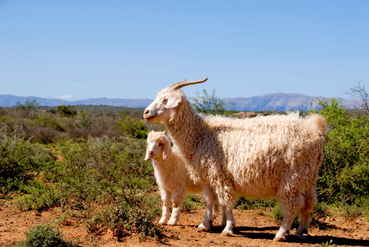Mohair geder Garn & Gear Responsible Mohair Standard 750×502