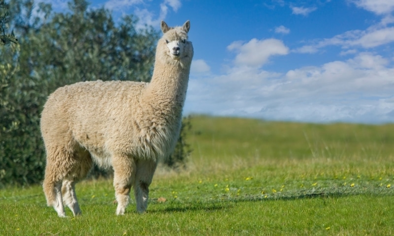 Responsible alpaca standard