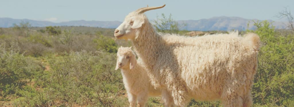 Responsible Animal Fiber
