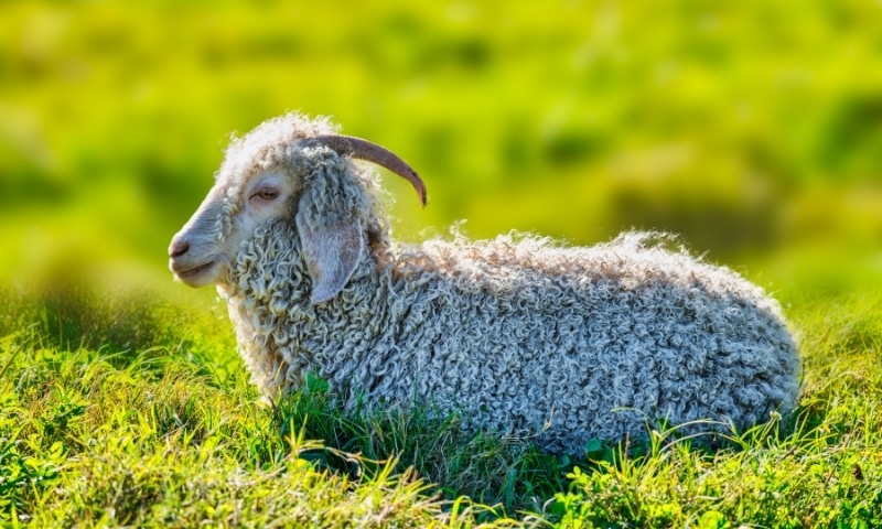 Responsible Mohair Standard