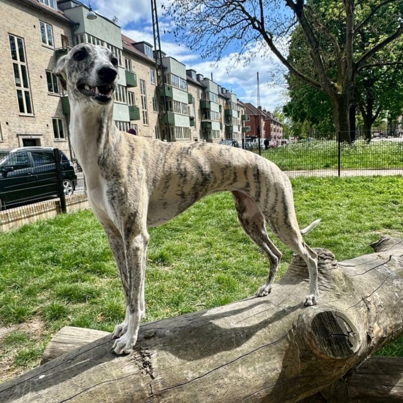 whippet mynde