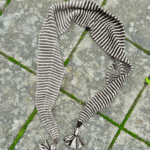Mellemvej Scarf Lana Ecologica